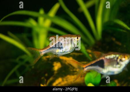 Pesci dell'acquario Raspora eteromorfa sullo sfondo di piante verdi Foto Stock