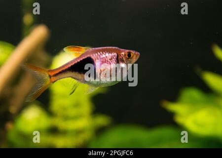 Pesci dell'acquario Raspora eteromorfa sullo sfondo di piante verdi Foto Stock