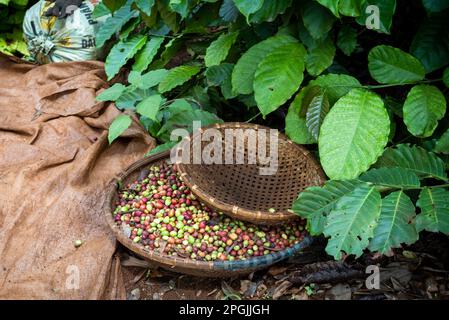 Ciliegie di caffè robusta appena raccolte in un cestino di vimini a Hoa Dong vicino a buon ma Thuot negli altopiani centrali del Vietnam. Foto Stock