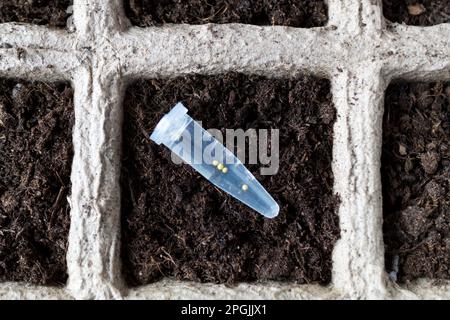 Capsula di semi di petunia o surfinia sullo sfondo di una torba con terreno. Seme di fiore. Produzione di raccolto, floricoltura. Scatola biodegraibile. Primo piano, Foto Stock