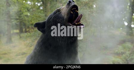 Orso cocaina Foto Stock