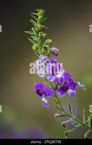 Il piccolo fiore della tartaruga è un fiore bello. Disponibile in viola e bianco Foto Stock