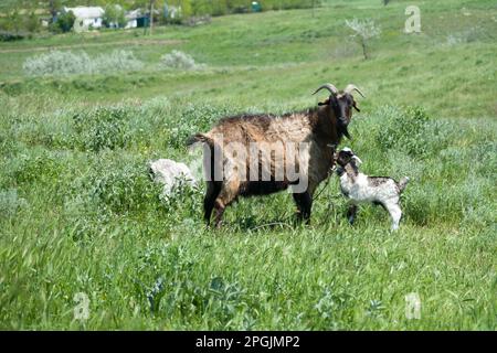 Capra con i capretti, pascolo bestiame in un prato in una piccola fattoria privata Foto Stock