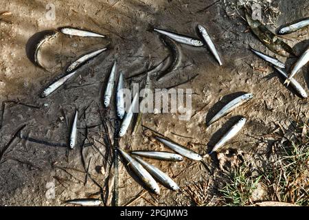 Una laguna secca (lago) e un sacco di piccoli pesci morti, siccità estiva, inquinamento idrico ulteriormente. Smelt di sabbia (Atherina boyeri) Foto Stock