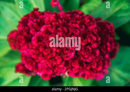 Cockscomb, fiore cinese di lana, bel rosa in natura, popolare come una pianta ornamentale Foto Stock