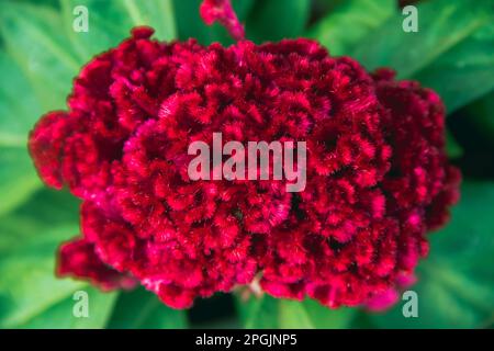 Cockscomb, fiore cinese di lana, bel rosa in natura, popolare come una pianta ornamentale Foto Stock