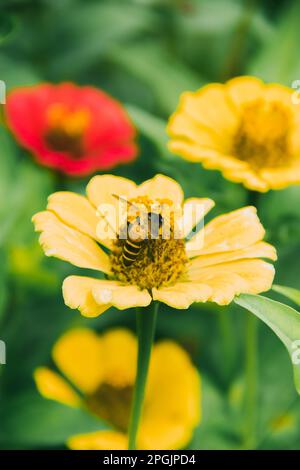 Le api sono sulla Zinnia gialla, Zinnia è una pianta ornamentale molto popolare. Foto Stock