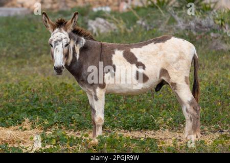 Asino maschio avvistato su un pascolo a Maiorca, Maiorca, Isole Baleari, Spagna, Europa Foto Stock