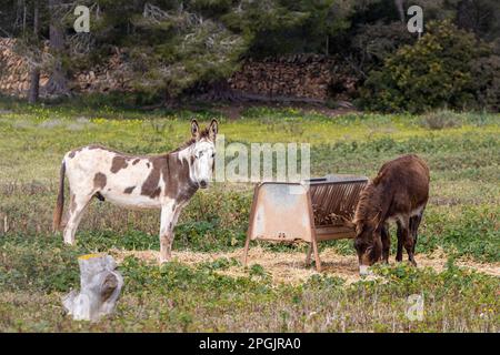 Due asini maschi su un pascolo a Maiorca, Maiorca, Isole Baleari, Spagna, Europa Foto Stock