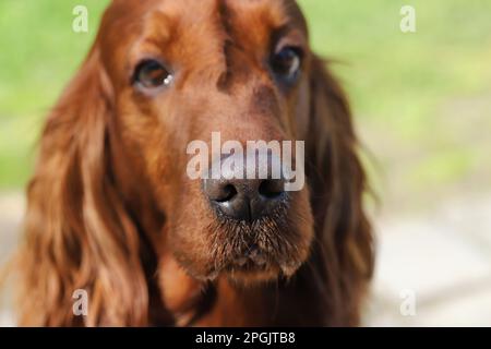 Irlandese Setter rosso Foto Stock