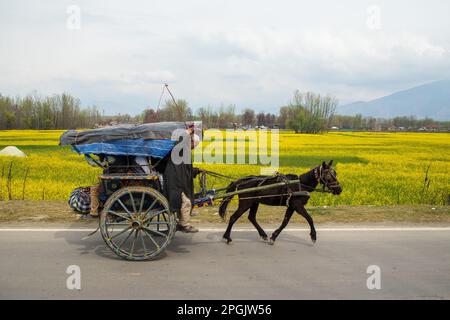 Un vecchio Kashmiri cavalca il suo carro trainato da cavalli localmente conosciuto come (Tonga) con i passeggeri imbarcati, si sposta sull'autostrada accanto a un campo di senape in piena fioritura durante la stagione primaverile alla periferia di Srinagar. La stagione primaverile in Kashmir è un periodo di due lunghi mesi a partire da metà marzo e termina a metà maggio. Secondo la direzione dell'Agricoltura del governo statale di Jammu e Kashmir, la valle del Kashmir, composta da sei distretti, ha una superficie stimata di 65 mila ettari di risone coltivato a senape, che è circa il 40 per cento della superficie totale sotto risone. Foto Stock