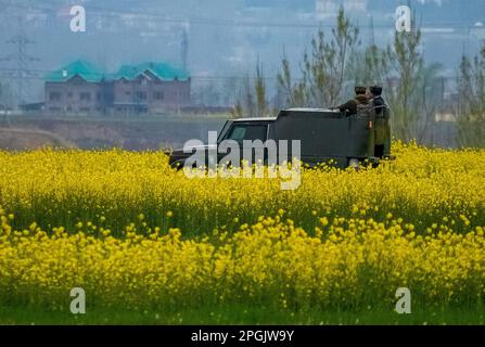 Srinagar, India. 22nd Mar, 2023. Pattuglie di veicoli dell'esercito indiano accanto a un campo di senape in piena fioritura durante la stagione primaverile alla periferia di Srinagar. La stagione primaverile in Kashmir è un periodo di due lunghi mesi a partire da metà marzo e termina a metà maggio. Secondo la direzione dell'Agricoltura del governo statale di Jammu e Kashmir, la valle del Kashmir, composta da sei distretti, ha una superficie stimata di 65 mila ettari di risone coltivato a senape, che è circa il 40 per cento della superficie totale sotto risone. Credit: SOPA Images Limited/Alamy Live News Foto Stock