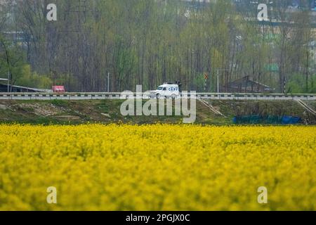 Pattuglie di veicoli dell'esercito indiano sull'autostrada principale del Kashmir lungo un campo di senape in piena fioritura durante la stagione primaverile alla periferia di Srinagar. La stagione primaverile in Kashmir è un periodo di due lunghi mesi a partire da metà marzo e termina a metà maggio. Secondo la direzione dell'Agricoltura del governo statale di Jammu e Kashmir, la valle del Kashmir, composta da sei distretti, ha una superficie stimata di 65 mila ettari di risone coltivato a senape, che è circa il 40 per cento della superficie totale sotto risone. (Foto di Faisal Bashir/SOPA Images/Sipa USA) Foto Stock