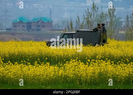 Pattuglie di veicoli dell'esercito indiano accanto a un campo di senape in piena fioritura durante la stagione primaverile alla periferia di Srinagar. La stagione primaverile in Kashmir è un periodo di due lunghi mesi a partire da metà marzo e termina a metà maggio. Secondo la direzione dell'Agricoltura del governo statale di Jammu e Kashmir, la valle del Kashmir, composta da sei distretti, ha una superficie stimata di 65 mila ettari di risone coltivato a senape, che è circa il 40 per cento della superficie totale sotto risone. (Foto di Faisal Bashir/SOPA Images/Sipa USA) Foto Stock