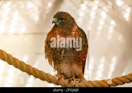 Un maestoso falco dalla coda rossa arroccato in cima a una spessa corda, la sua testa si inchinò nella contemplazione Foto Stock