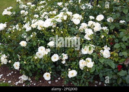 Rosa tappeto fiore bianco ('Noaschnee') Foto Stock