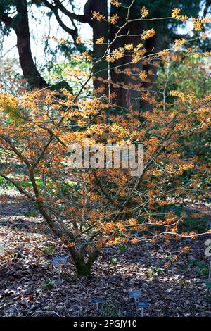 Hamamelis x intermedia "Aphrodite" Foto Stock