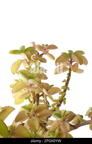 pianta di origano verde giallastro, aka origanum o maggiorana selvatica, pianta di famiglia aromatica di menta di erbe, originaria del mediterraneo usato nella cucina e nella tradizione Foto Stock