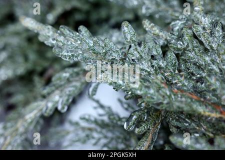 Pianta in glassa di ghiaccio all'aperto il giorno di inverno, primo piano Foto Stock