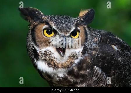 Un ritratto di un grande gufo cornato Foto Stock