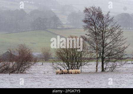 Gruppo di pecore catturato in alluvione come il fiume Ure scoppiò le sue rive vicino Hawes a Wensleydale dopo un improvviso scongelamento. North Yorkshire, Regno Unito. Foto Stock