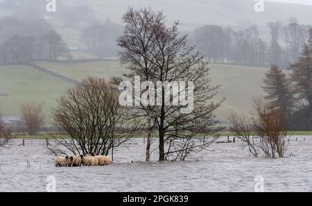 Gruppo di pecore catturato in alluvione come il fiume Ure scoppiò le sue rive vicino Hawes a Wensleydale dopo un improvviso scongelamento. North Yorkshire, Regno Unito. Foto Stock