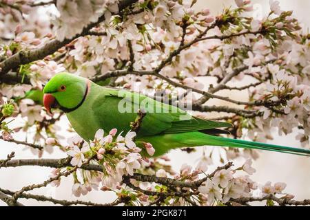 Londra, Regno Unito. 23rd Mar, 2023. Un grazioso parakeet rosato (Psittacula krameri, noto anche come parakeet a collo d'anello) spuntini sulla fresca fioritura di ciliegie bianche nel St James' Park di Londra. gli uccelli colorati, con le loro piume verdi e la coda lunga, sono popolari tra i turisti e i visitatori del parco. Credit: Imageplotter/Alamy Live News Foto Stock