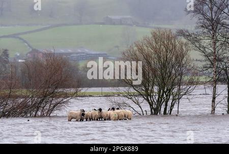 Gruppo di pecore catturato in alluvione come il fiume Ure scoppiò le sue rive vicino Hawes a Wensleydale dopo un improvviso scongelamento. North Yorkshire, Regno Unito. Foto Stock