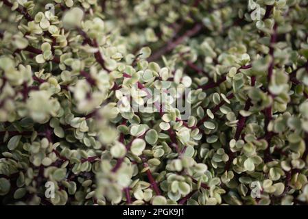 Principalmente sfocato foglie sfondo. Foglie bianche verdi variegate di un succulento Foto Stock