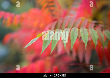 Primo piano di foglia, dietro di essa rami già cambiato di colore per la stagione autunnale, Regno Unito. Foto Stock
