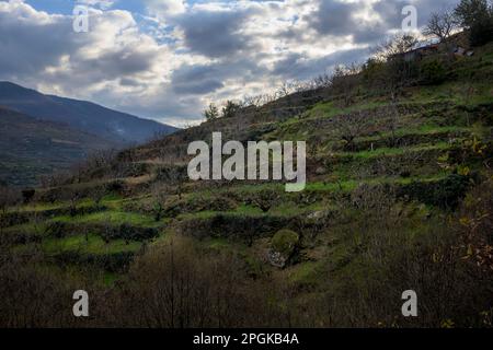 Agricoltura di ciliegi nella valle di Jerte con terrazze che approfittano della terra Foto Stock