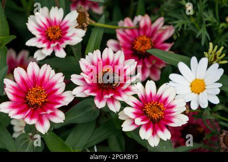 Un primo piano di un'ape che riposa su un fiore rosa di Zinnia, varietà Zahara Starlight Rose Foto Stock