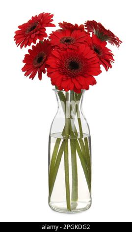 Bouquet di bellissimi fiori di gerbera rossa in vaso di vetro su sfondo bianco Foto Stock