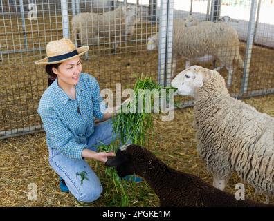 Donna asiatica sorridente allevatore di bestiame che mangia pecore Foto Stock