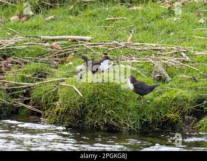 Un paio di Dipper, Cincluss cincluss su un fiume a Milnthorpe, Cumbria, Regno Unito. Foto Stock