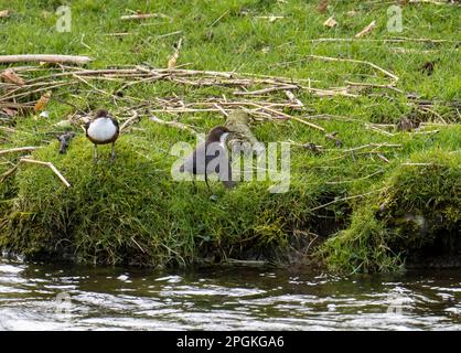 Un paio di Dipper, Cincluss cincluss su un fiume a Milnthorpe, Cumbria, Regno Unito. Foto Stock