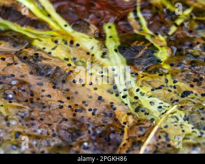 Frogspawn da Common Frog, Rana temporanea che mostra la divisione delle cellule a Foulshaw, Cumbria, UK. Foto Stock