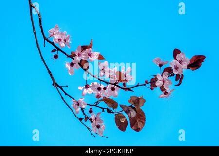 Primo piano di alcuni fiori di ciliegia prugna (Prunus cerasifera) Foto Stock