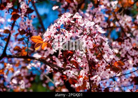 Primo piano di alcuni fiori di ciliegia prugna (Prunus cerasifera) Foto Stock