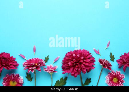 Bei fiori di crisantemo su sfondo azzurro, giacitura piatta. Spazio per il testo Foto Stock