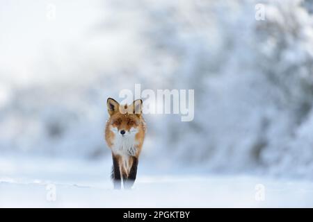 Contatto con gli occhi... La volpe rossa ( Vulpes vulpes ) scorre attraverso un paesaggio innevato profondo lungo il bordo della foresta direttamente verso la telecamera, ripresa frontale da impres Foto Stock