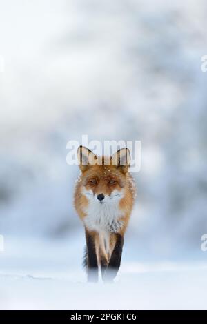 Contatto con gli occhi... La volpe rossa ( Vulpes vulpes ) scorre attraverso un paesaggio innevato profondo lungo il bordo della foresta direttamente verso la telecamera, ripresa frontale da impres Foto Stock