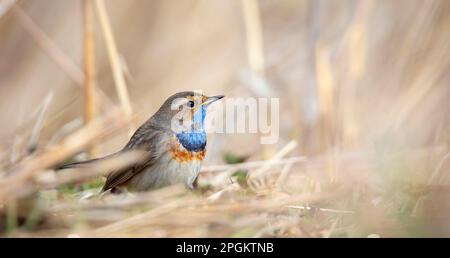 Bianco macchia blugola Luscinia svecica cianecula seduta in una giornata gelida su terreno ghiacciato, la foto migliore. Foto Stock