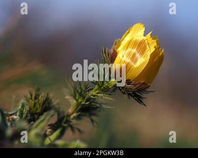 Occhio di fagiano, adonis vernalis, una pianta con fiori gialli che fioriscono all'inizio della primavera. Fiore dell'occhio del fagiano, Adonis Vernalis. Foto Stock