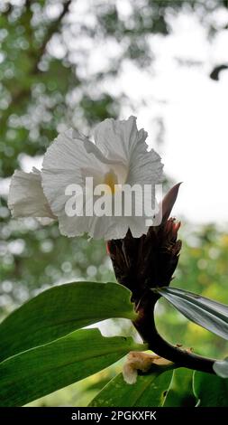 Primo piano di fiore di Costus speciosus conosciuto come Canereed, Cheilocunus speciosus, Amomum arboreum etc Foto Stock