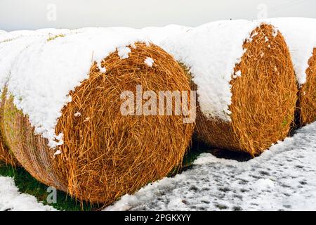 Balle di fieno coperte di neve vicino al villaggio di East Mey, Caithness, Scozia, Regno Unito Foto Stock