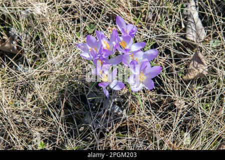 Crocus viola, Crocoideae, Iridaceae. Foto: Bo Arrhed Foto Stock