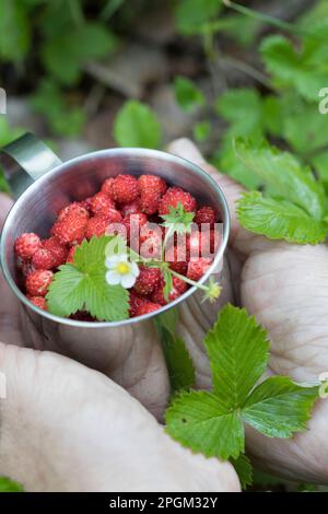 Wald-Erdbeere, Walderdbeere, Erdbeere, Ernte, Erdbeer-Ernte, Wald-Erdbeeren sammeln, Erdbeeren, Walderdbeeren, Erdbeeren, Fragaria vesca, fragole selvatiche Foto Stock