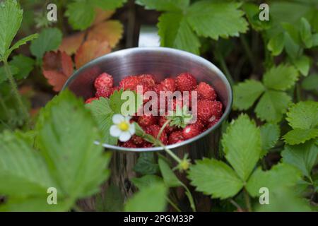 Wald-Erdbeere, Walderdbeere, Erdbeere, Ernte, Erdbeer-Ernte, Wald-Erdbeeren sammeln, Erdbeeren, Walderdbeeren, Erdbeeren, Fragaria vesca, fragole selvatiche Foto Stock