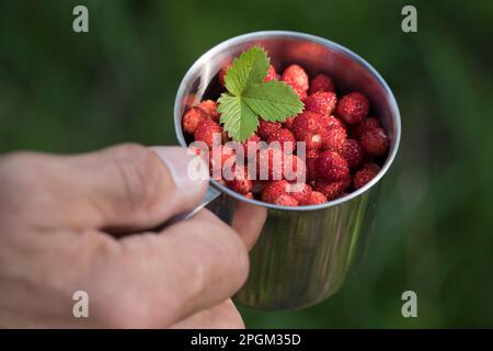 Wald-Erdbeere, Walderdbeere, Erdbeere, Ernte, Erdbeer-Ernte, Wald-Erdbeeren sammeln, Erdbeeren, Walderdbeeren, Erdbeeren, Fragaria vesca, fragole selvatiche Foto Stock